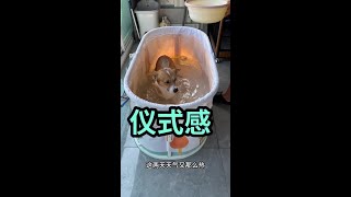 # Dog Bath Time Ritual # Drama Queen Dog # Dog Product Recommendations
