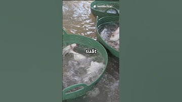 🐟 Cá Rô Phi “Giới Tính Ngược” của Việt Nam Khiến Cuba Ngỡ Ngàng!