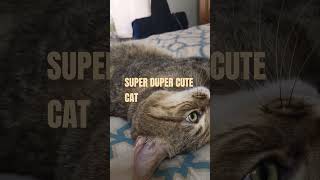 tobby spoiled cat buscuits #youtubeshorts #viralvideo #shortsfeed