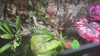 Setting Up Our 75-Gallon Dart Frog Enclosure with AC Infinity 69 Pro! Herp Meets Herb