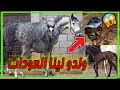 دخلو تعيشو معانا نهار مع عوداتنا اللي ولدو لينا ماشاء الله و تسمعو معلومات زوينة بخصوص الامر