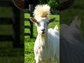 trump bhaisa goat looking like trump indian express hindi news