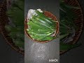 Caterpillar effect on Okra plant but good harvest😃 #vegetables #organic #okra #caterpillar#my