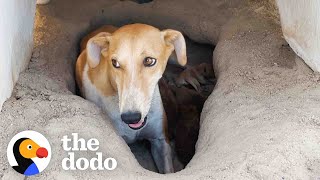Mama Dog And Puppies Were Found In A 122-Degree Desert | The Dodo Faith = Restored