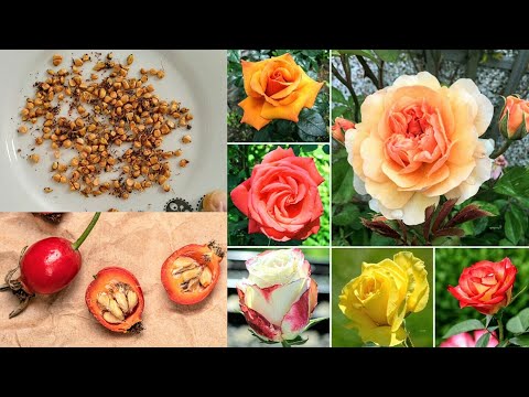 Video: Oes roossade: hoe om sade van rose te kry