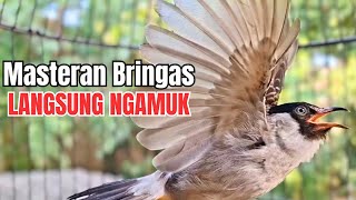 Download lagu Pancingan suara burung kutilang gacor isian full ngoceh, Jadikan tilang cepat gacor langsung ngamuk