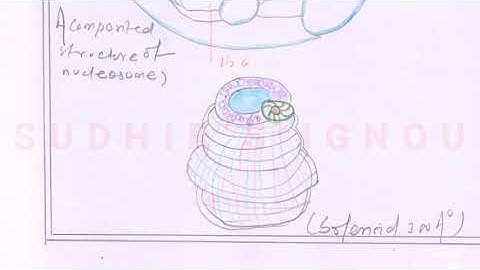 Genetic ( LSE 03) IGNOU SOLVE ASSIGNMENT 2019