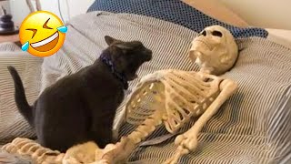Funny Dogs And Cats Videos 2024   Best Funniest Animal Videos Of The Month  Part 2