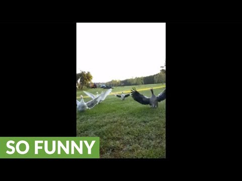Geese excitedly run to owner for big hugs