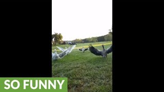 Geese excitedly run to owner for big hugs