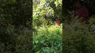 Kabong Goha 2