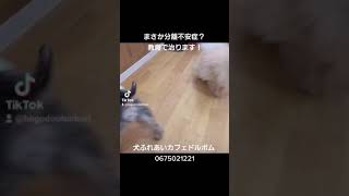 分離不安症で心配してる飼い主様へ伝えたい事！行動の豊かさ必要です。