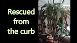 Indoor Yucca Tree - Photo Timeline (2010s to 2022)