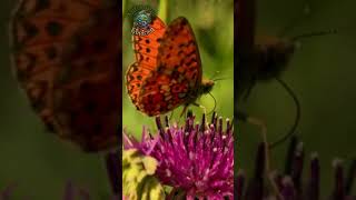 🌼🦋🌈La Belleza de las Mariposas en Flores: Un Espectáculo Natural 🌷✨ #Mariposas  #MariposasYFlores