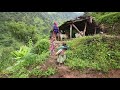 Cutting green grass for feeding domestic animals || Nepali village || Rural life