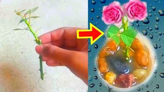 ... #rose#rosecutting#rose_cutting#rose_flower