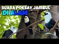 POKSAY JAMBUL GACOR #poksay #poksayjambul #poksaygacor #garrulaxcanorus