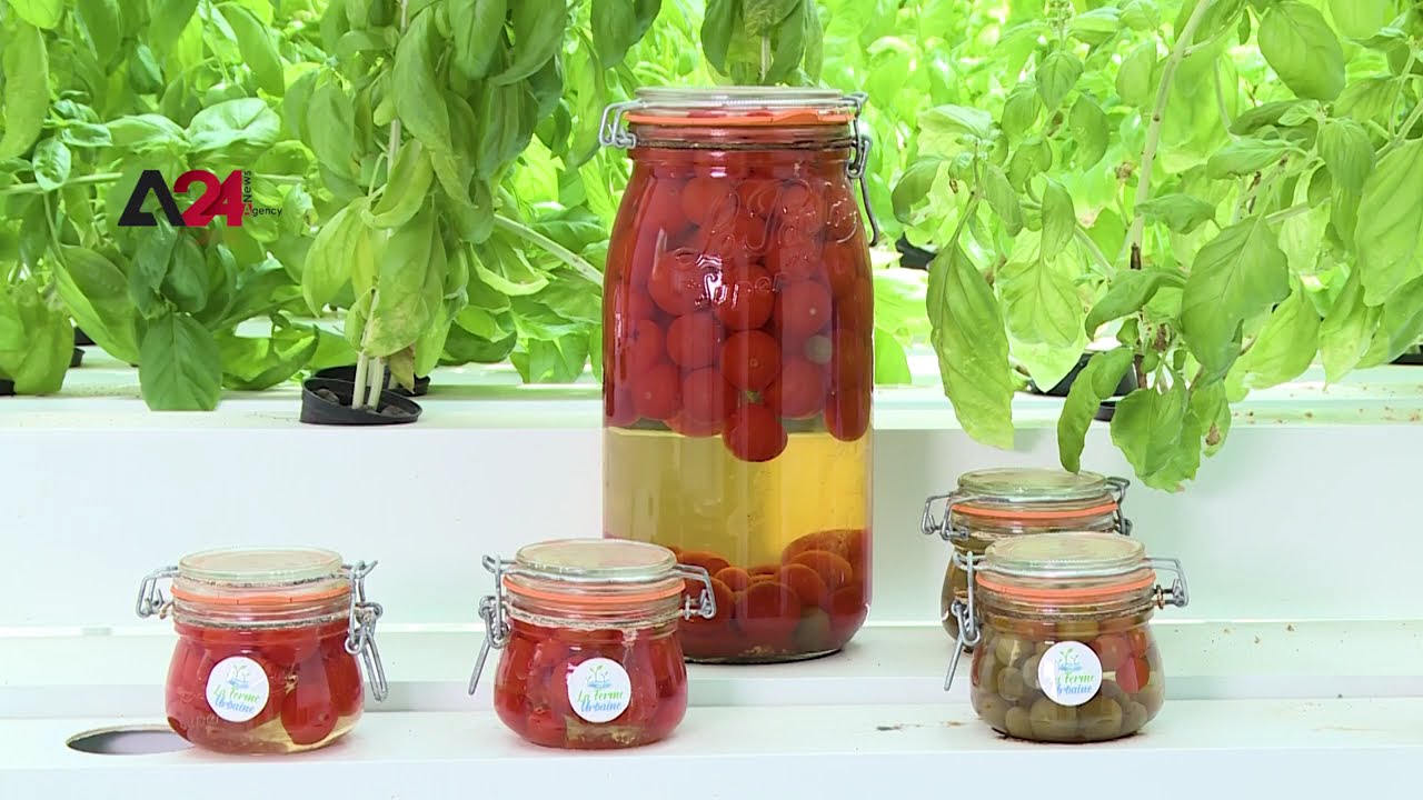 تونس - الزراعة المائية