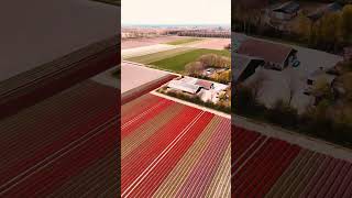 Tulip Fields in Bloom | Spring in the Netherlands
