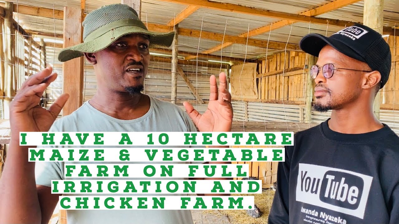 Owning 10 Hectare Maize & Vegetable Farm And Chicken Farm (Broilers & Layers) Ft Andile Ndaba