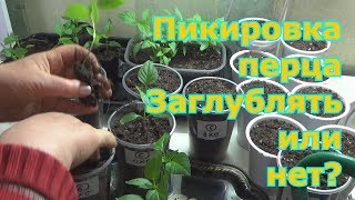 Пикировка перца: можно ли заглублять и дает ли он дополнительные корни? Пикировка перца: можно ли заглублять и дает ли он дополнительные корни?