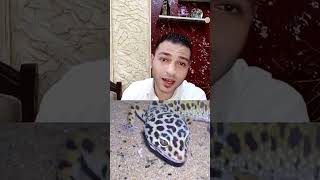 البرص واحد من الزواحف السامةمعلومات اشتراك trending mego_walid