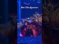 Neon tetra tank #aquarium #aquariumfish #aquatic #neontetras #fishtank #hobby #aquascape #mustwatch