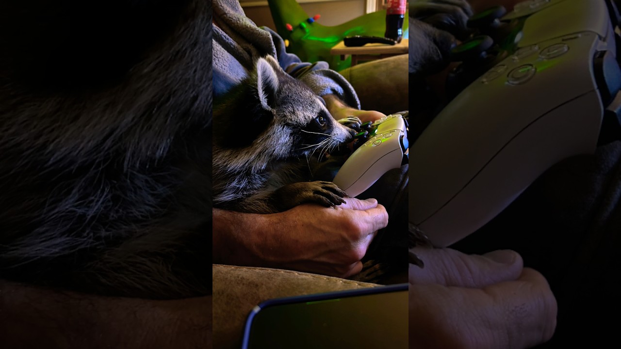 Raccoon plays video game. 