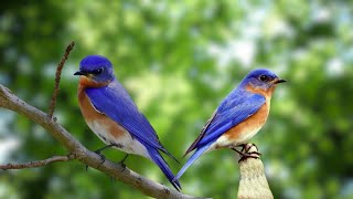 Relaxing Nature Sounds | The melodious sound of birds singing, Reducing Stress
