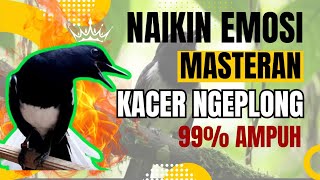 Masteran pancingan kacer emosi 30 menit nonstop