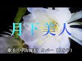 月下美人(中山琉美さん)カバー(るみ子)