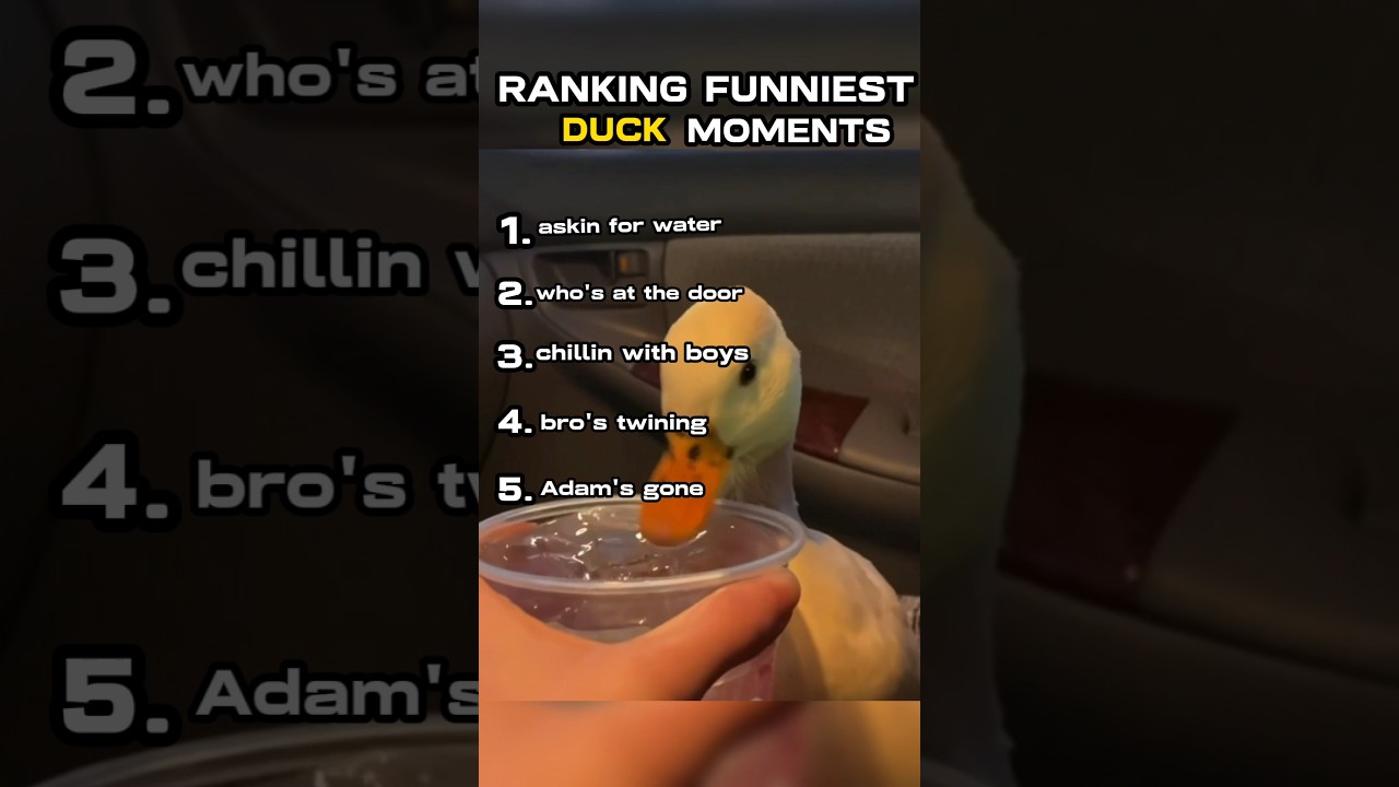 RANKING funniest DUCK moments