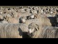Oi băle de Șugag a lui Nelu C. | Viața de cioban | Vama Satu Mare - video 2020