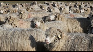 Oi băle de Șugag a lui Nelu C. | Viața de cioban | Vama Satu Mare - video 2020