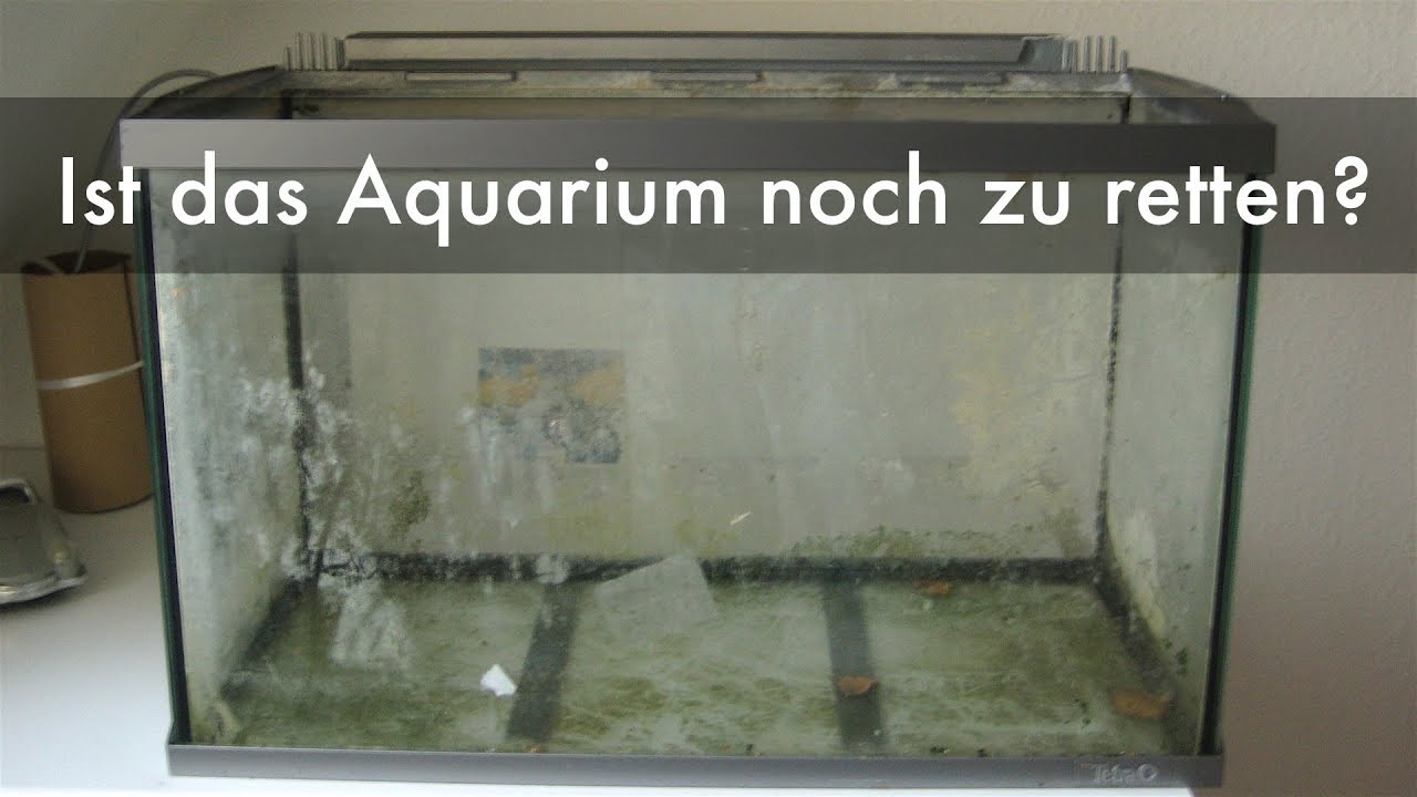 Kratzer Im Aquarium Glas Beseitigen