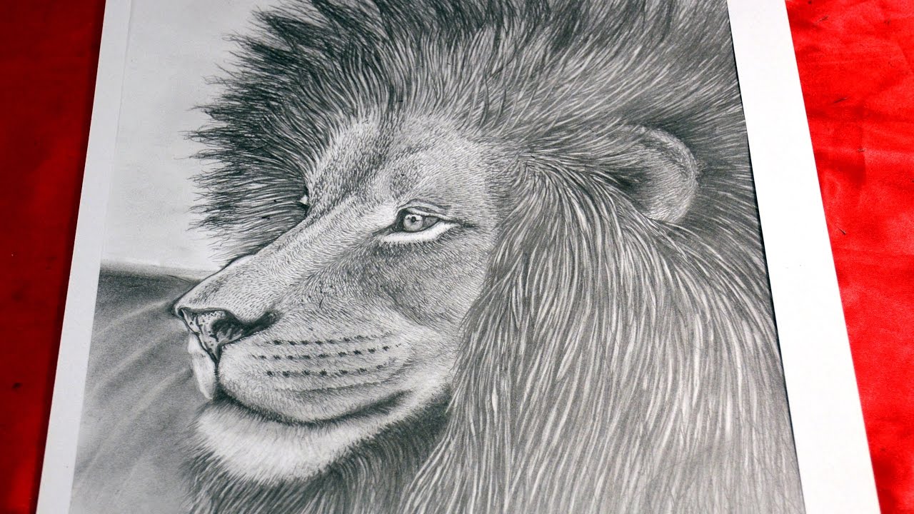 Art Lesson How to Draw a Lion with Graphite Pencils YouTube