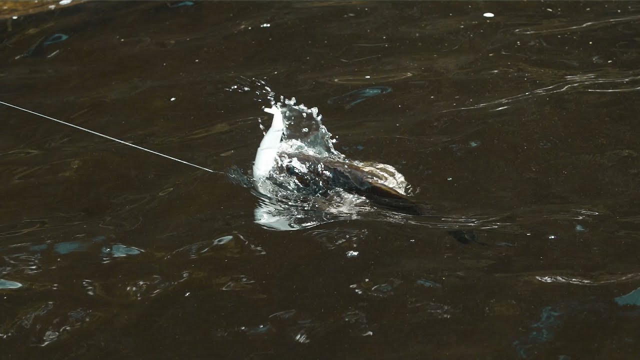 Headbanger Spitfire Promo #2