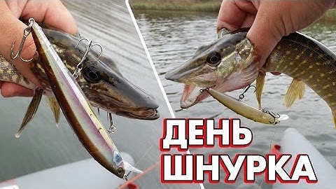 День шнурка - осенний жор щуки