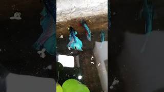 Ikan Cupang berantem, merebut wilayah kekuasaan 😂