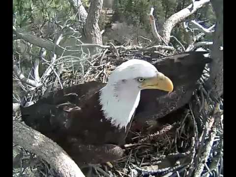3-22-17  Big Bear Eagles, Jackie pokes Mr! His reaction is priceless!