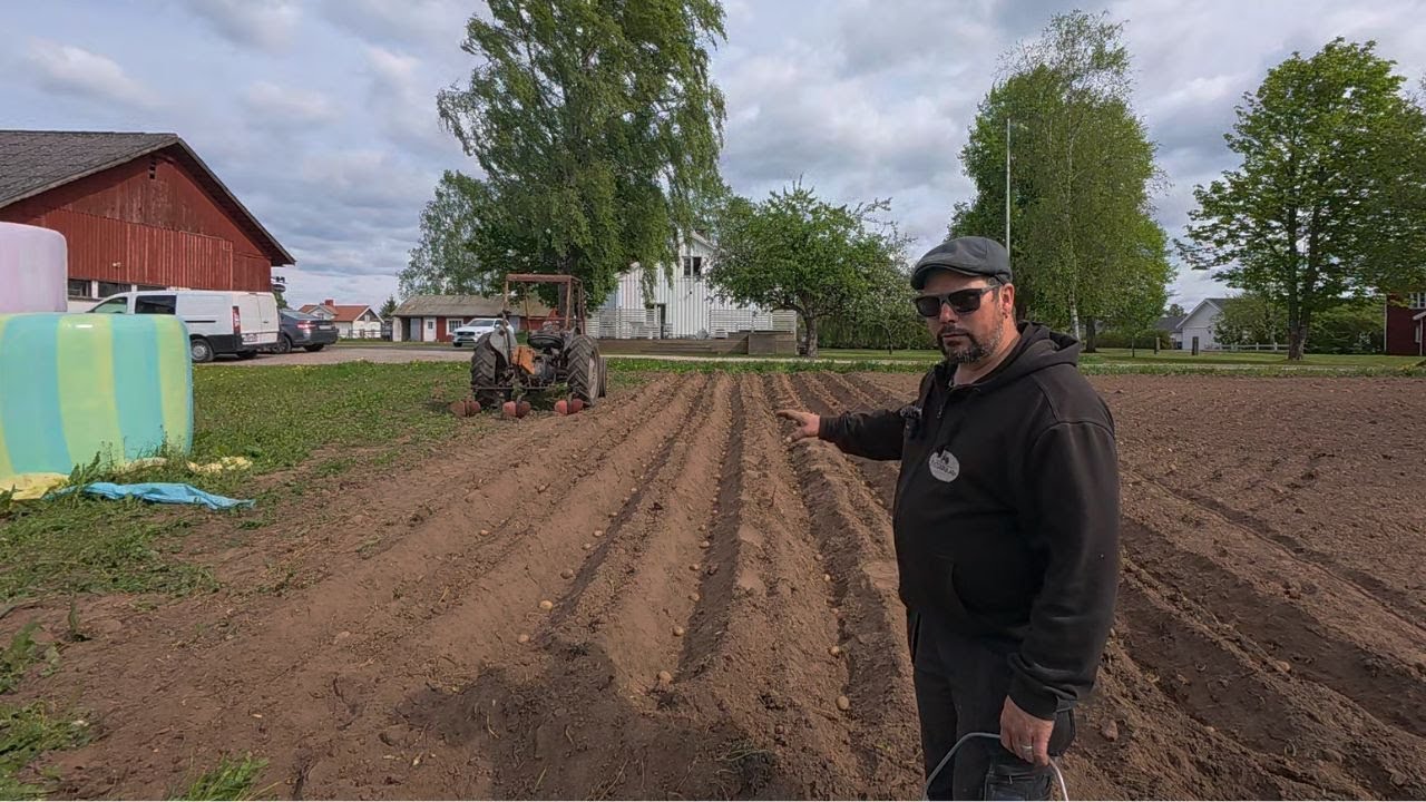 Harvar, kupar, sätter potatis och Anna odlar