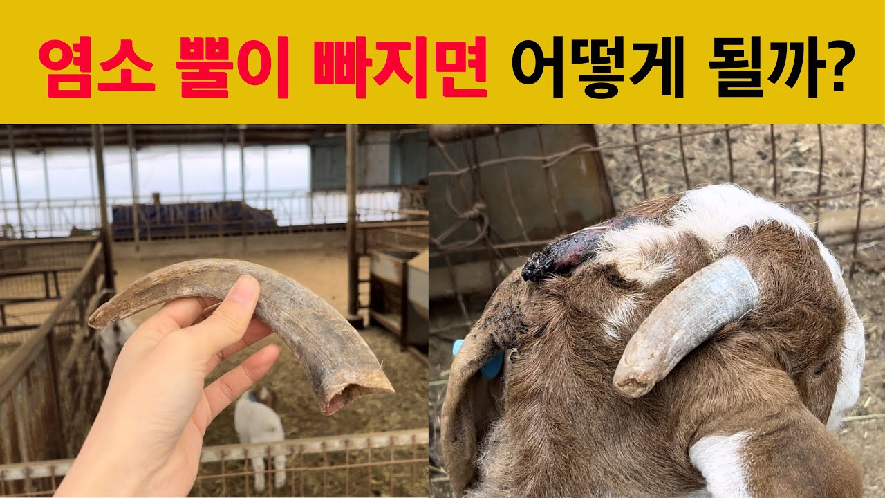 [염소사육꿀팁] 염소 뿔이 빠진 자리는 어떻게 생겼을까? 뿔이 떨어져서 피나는 보어염소 치료하기! - YouTube