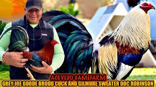 Grey Joe Goode Brood Cock And Gilmore Sweater Doc Robinson ~ ACEVEDO GAMEFARM