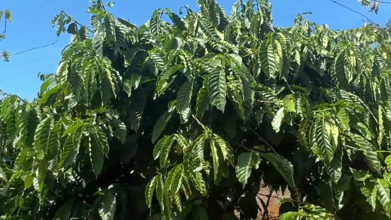 Bán vườn cafe hơn 2ha giá chỉ 1.8 tỷ tại phường bắc Gia Nghĩa Lâm Đồng