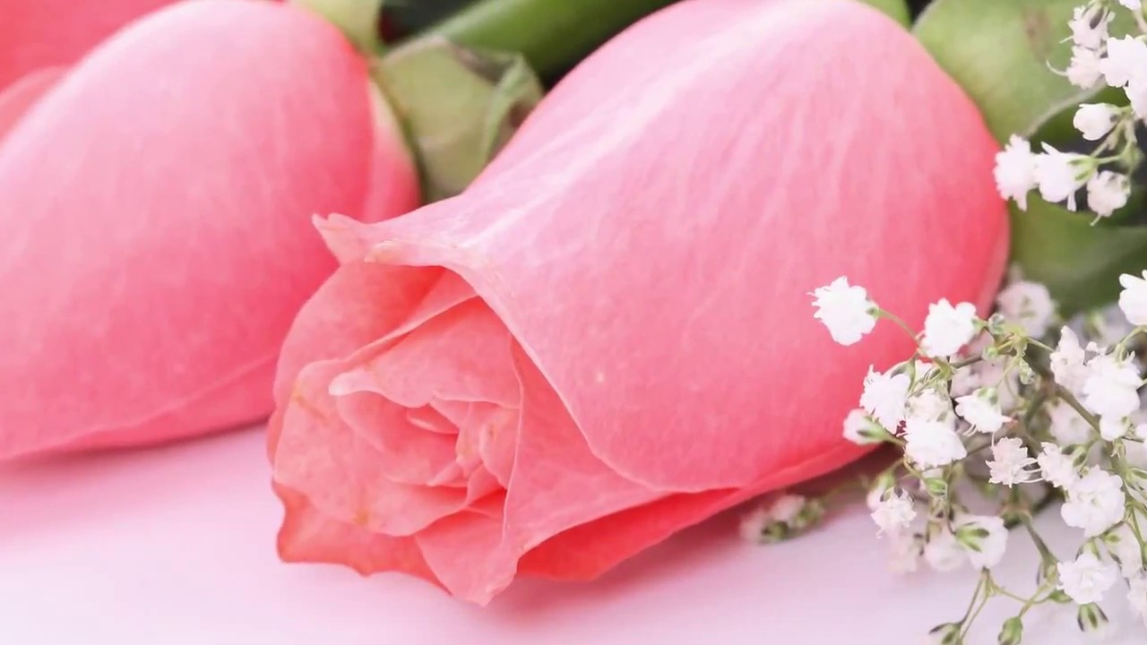 Розовые розы. Цветок моей любви...