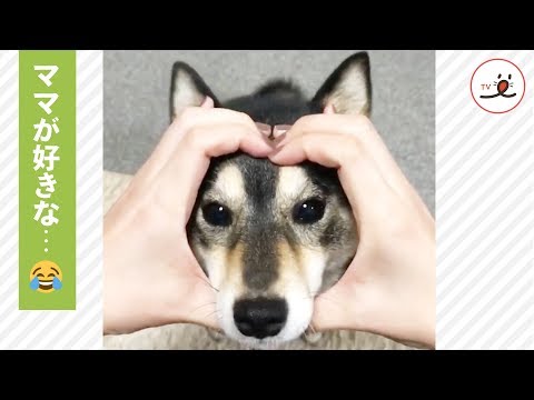 ママが好きなポーズを決めまくる柴犬さん✨ でもたまには…🤣 【PECO TV】
