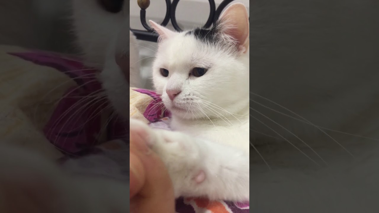 Relax moment with cats 
