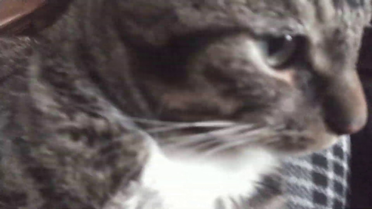 My cat Comrade HATES having his belly touched, but hates having his