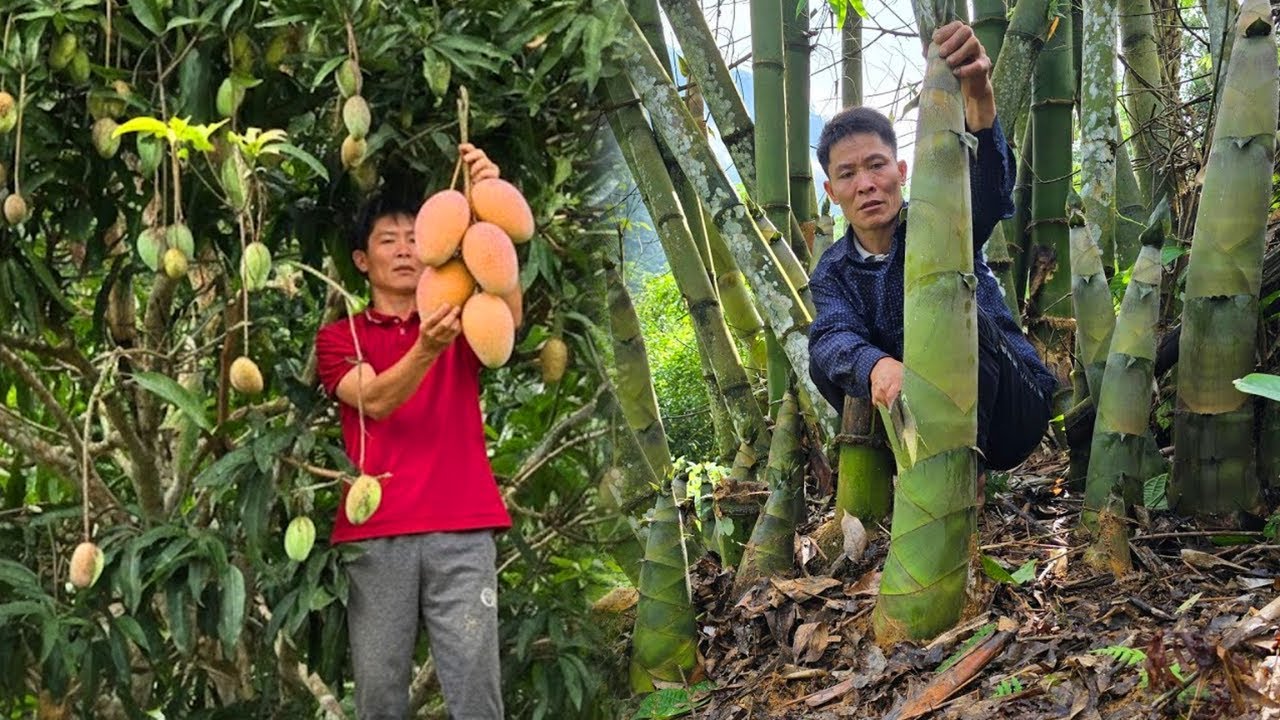 Giant Bamboo Shoot Harvest for Market | Rural Life, Cooking & Animal Care