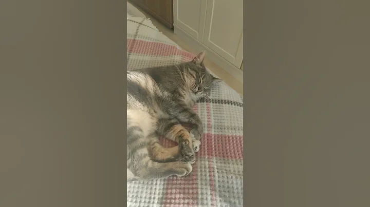 Watch the video about Uykucu#funny #catshorts #cat #catvideos #cute #turkishcat #pets #cutecat #kitten #anime #animals